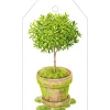 Caspari Gift Tags & Enclosure Cards|Potted Topiary Gift Tags - 4 Per Package