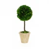 Mills Floral The Boxwood Shop|The Holiday Greens Shop|Preserved Boxwood 12" Single Ball Topiary Tree