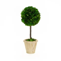 Mills Floral The Boxwood Shop|The Holiday Greens Shop|Preserved Boxwood 12" Single Ball Topiary Tree