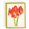 Caspari Christmas And Holiday Cards|Boxed Holiday Cards|Red Amaryllis Large Boxed Christmas Cards - 15 Christmas Cards & 15 Envelopes