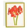 Caspari Christmas And Holiday Cards|Boxed Holiday Cards|Red Amaryllis Large Boxed Christmas Cards - includes 15 Boxed Christmas Cards