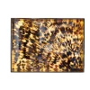 Caspari Lacquerware|New Year'S|Tortoiseshell Lacquer Oversize Rect Tray - 30X22